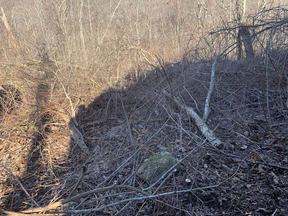 Dense underbrush and fallen branches in a wooded area during winter.
